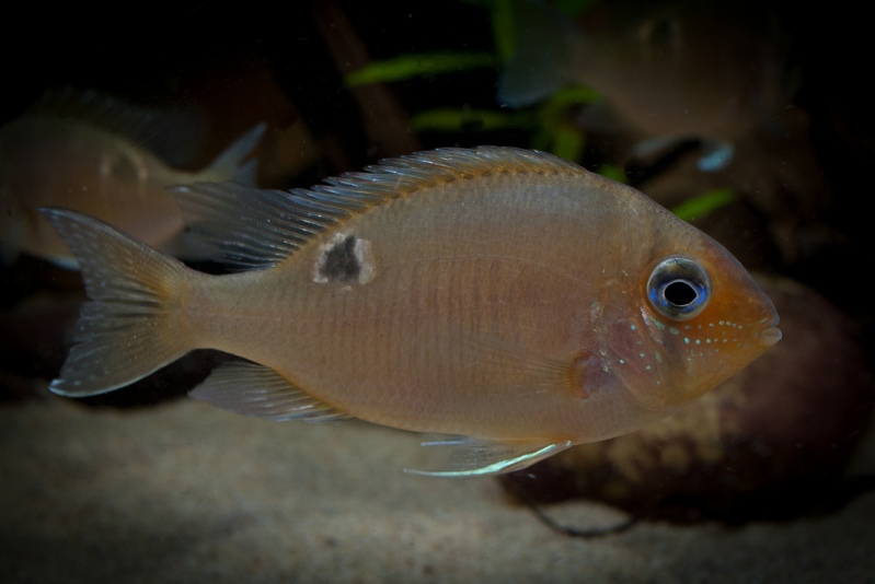 This species exhibits differences in colour pattern depending on collection locality.