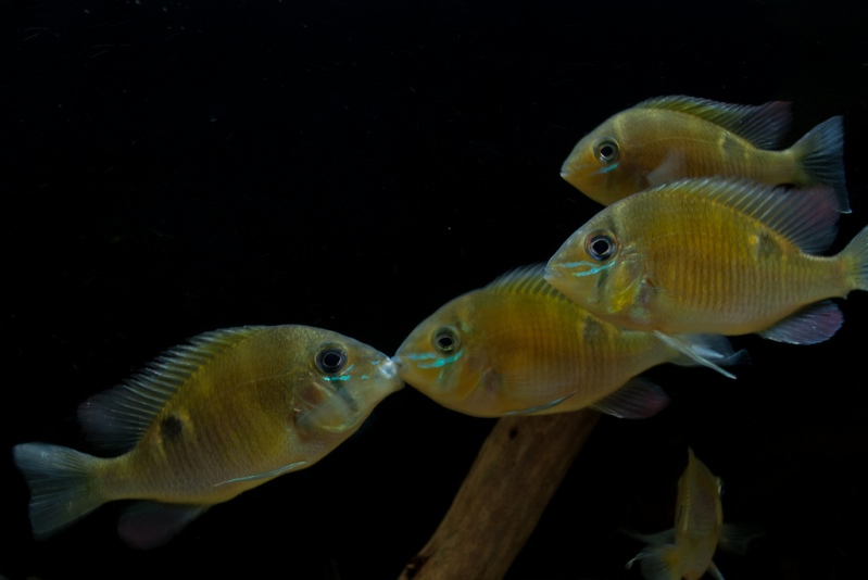 Young specimens typically lock mouths when establishing dominance hierarchies.