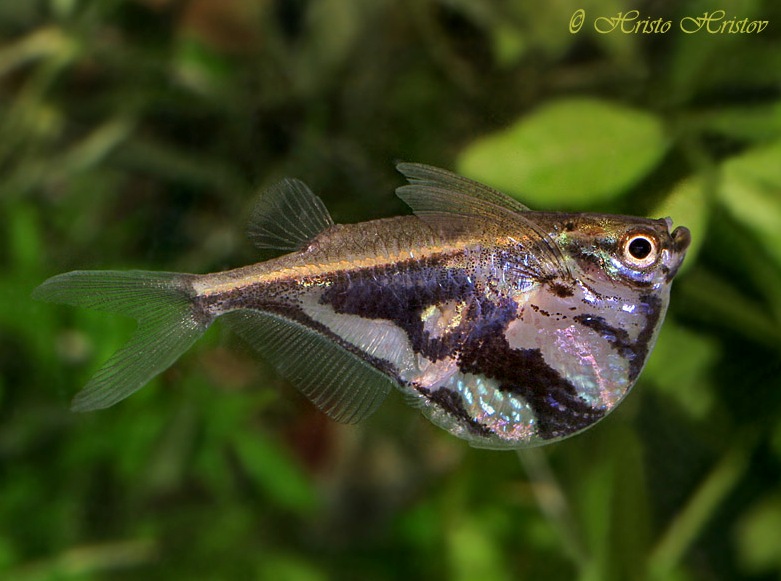 What we currently know as C. strigata may turn out to represent a group of closely-related species (see 'Notes').