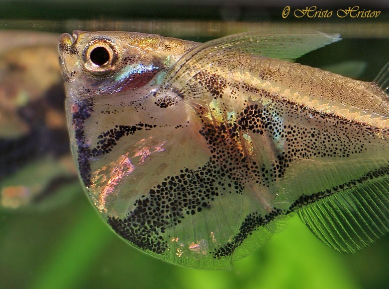 Detail of head and body.