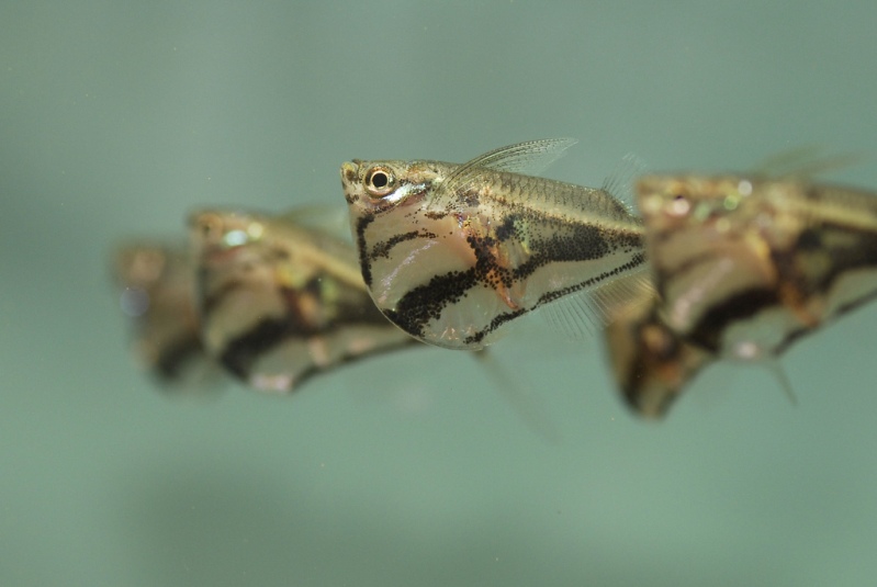 Carnegiella species are gregarious and should be maintained in numbers.