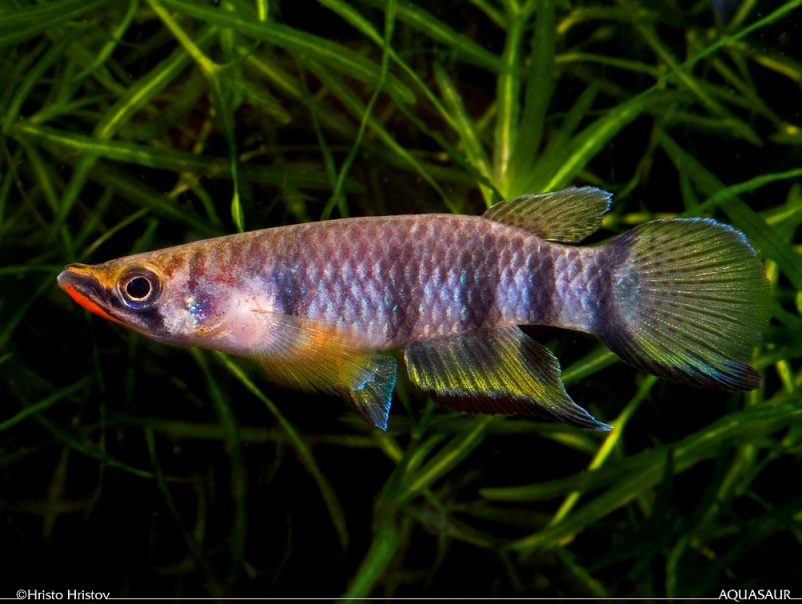 Adult male of the red-throated form from Monrovia, Liberia.
