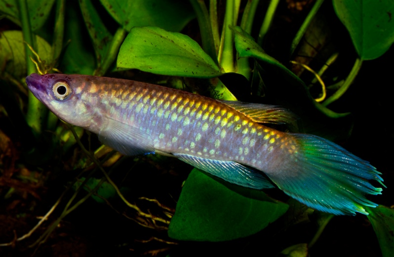 Adult male specimen; Conakry population.