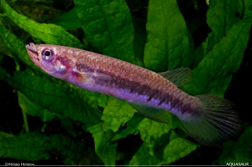 Adult female; Malifou population.