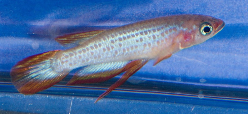 Adult male; Salayea population.