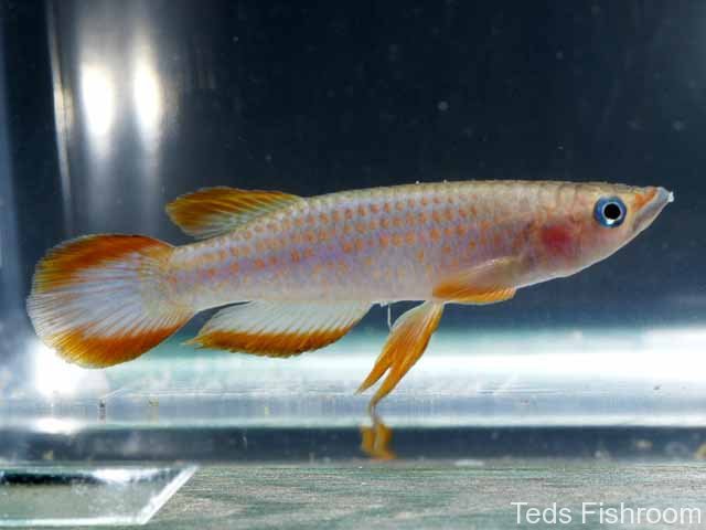 Another adult male.