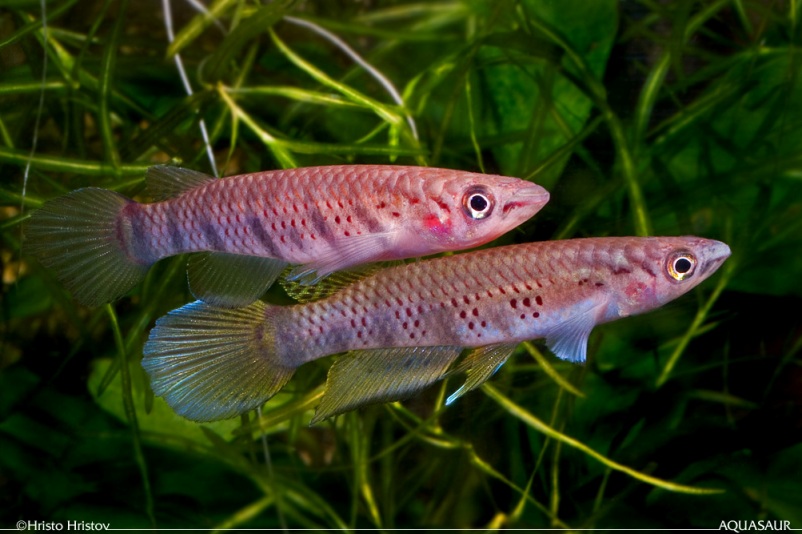 Adult pair, female upper, 'GHP 85/10' collection.