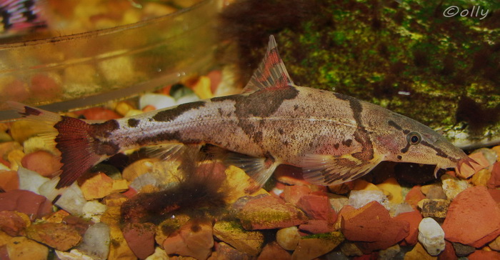 Gravid female individual.