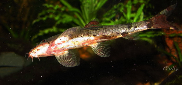 Underside of probable male.
