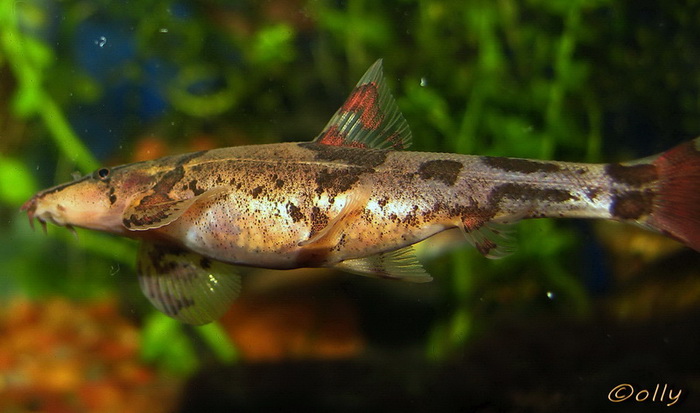 Gravid female.