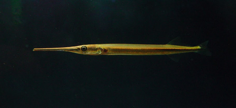 Wild specimen from southern India.