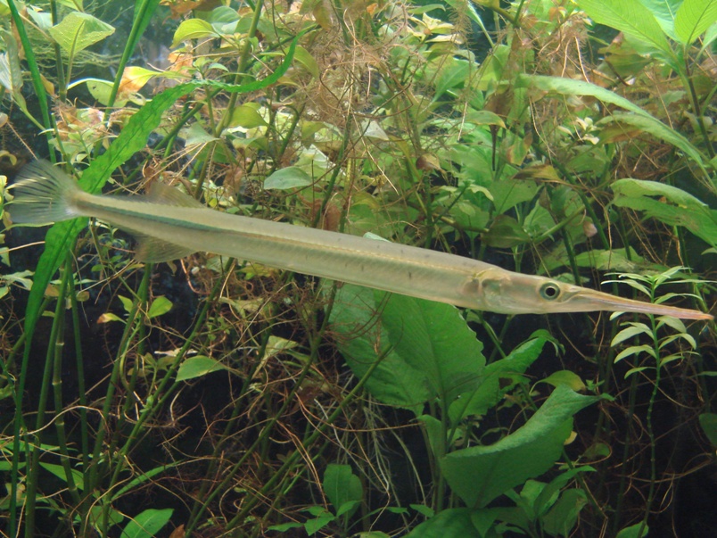 Adult specimen photographed in Wroclaw Zoo, Poland.