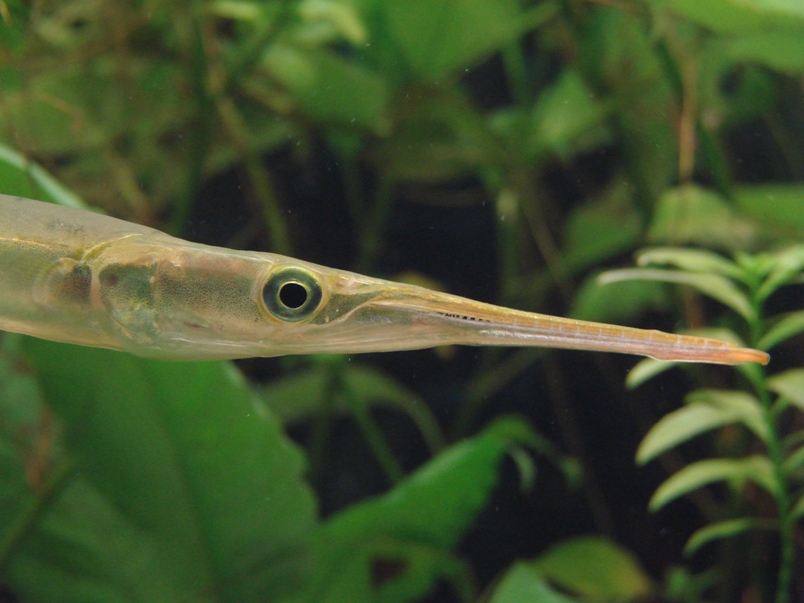 Head detail.