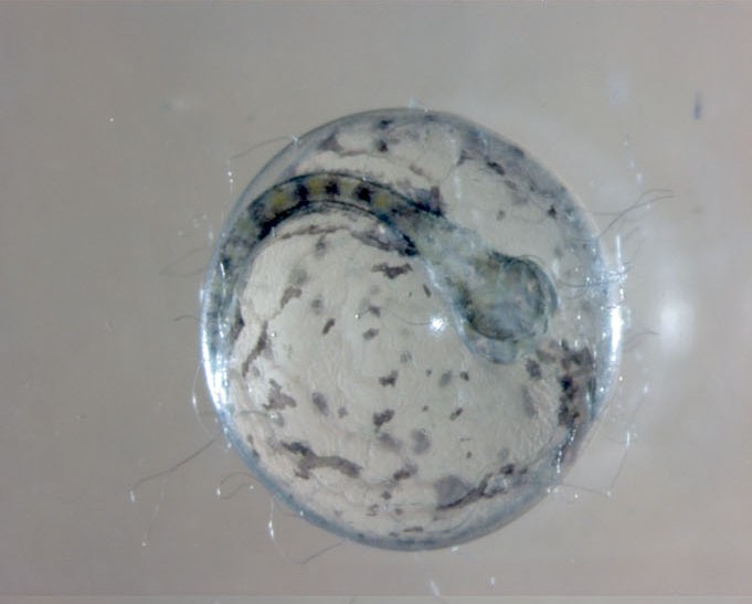 The head, body and caudal portion of the larva are now visible.
