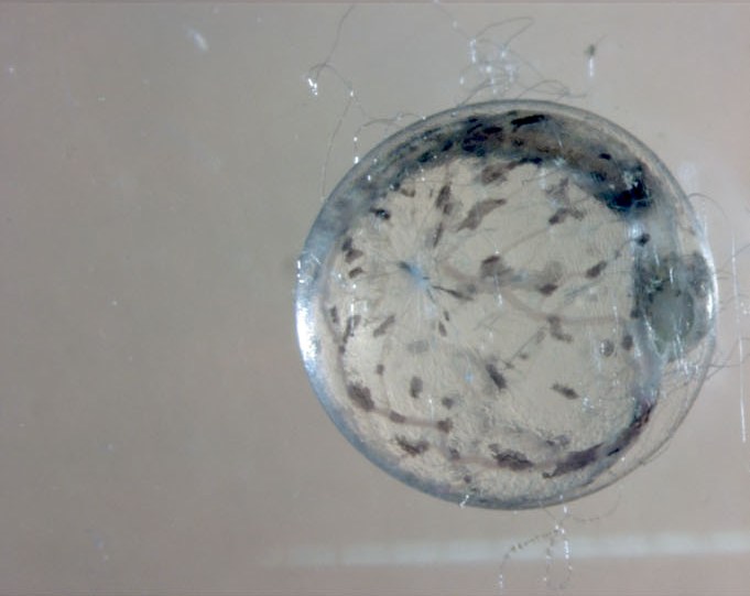 The next series of images depicts the development of the egg.