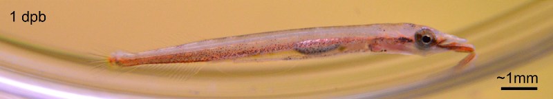 Newly-hatched fry at one day of age.