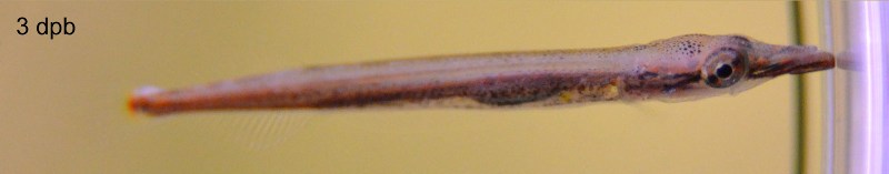 Fry at three days of age; notice the lower jaw has now moved into the correct position.