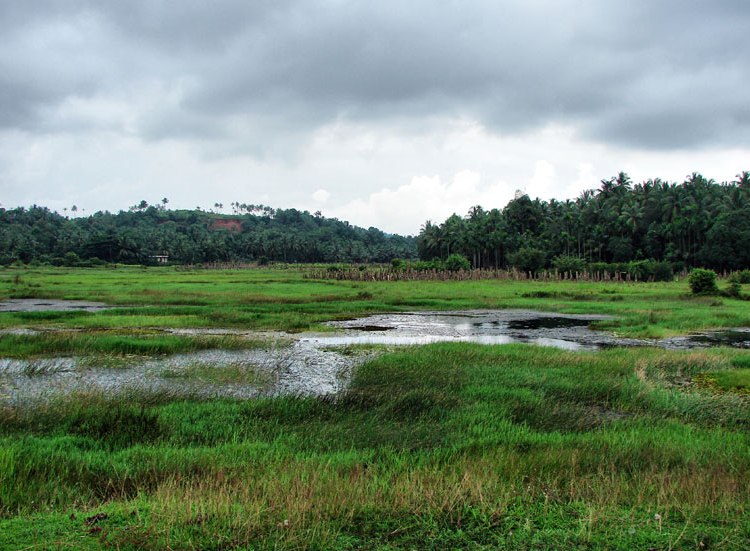 Lowland swamp habitat in Kerala state, southwestern India.