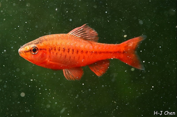 Young adult male; ornamental 'super red' strain.