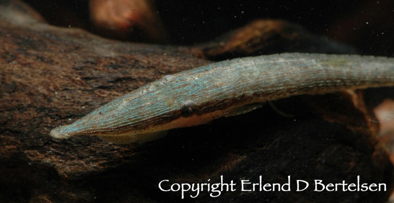 Detail of head and anterior portion of body.