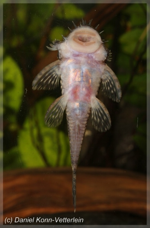 Ventral view.