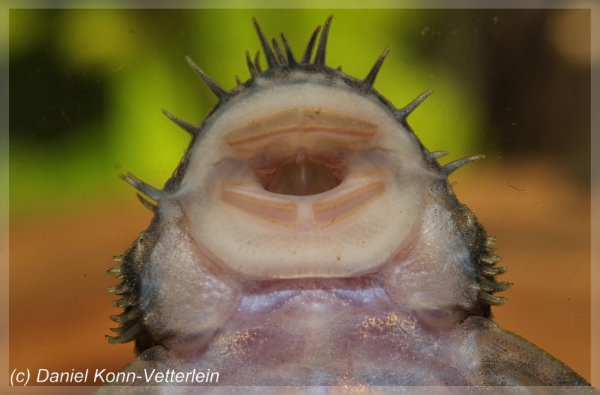 Ventral view of head and mouthparts.