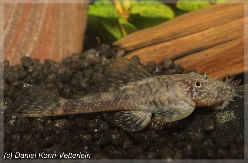 Lateral view.