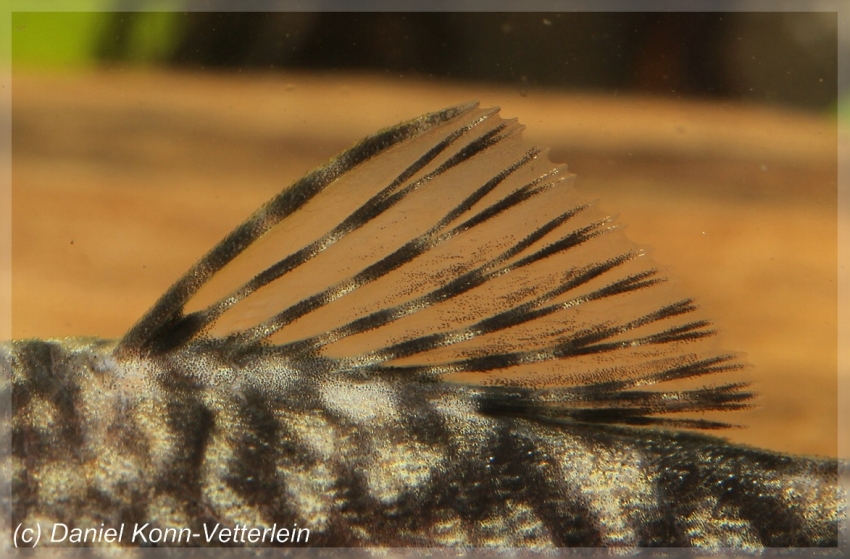Detail of dorsal-fin.