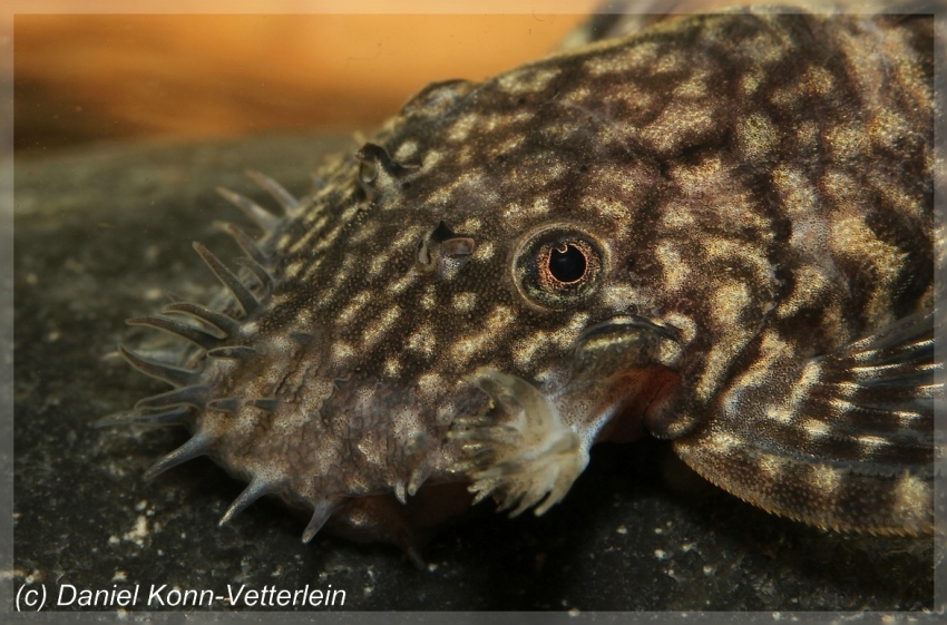 Head detail of male.