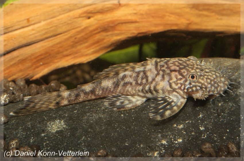 This species has been assigned the LDA-number LDA008.