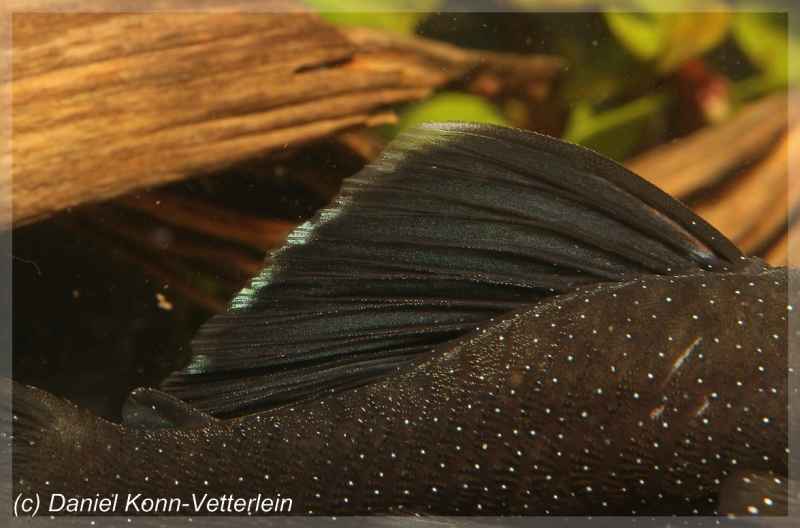 Detail of dorsal-fin and central portion of body.