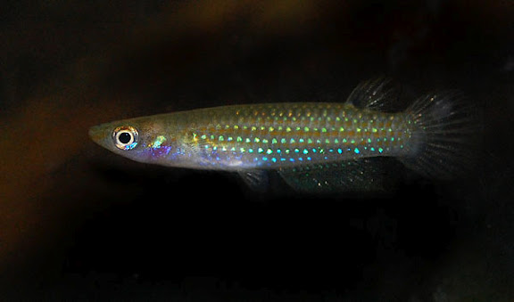 Specimen of unknown origin.