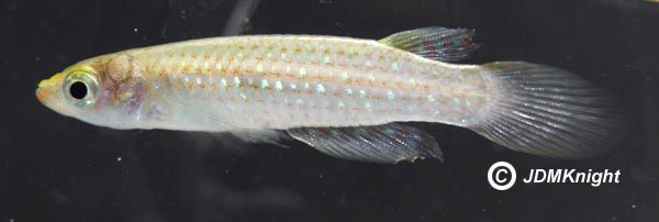 Specimen from Kerala state, southern India.