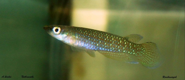 Specimen from the Netravati/Nethravathi river system in Karnataka state, southern India.