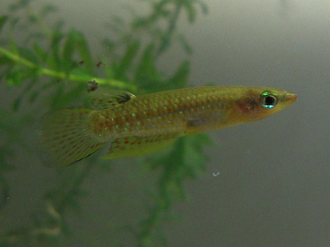 Wild specimen from the vicinity of Chennai, Tamil Nadu state, southeastern India.