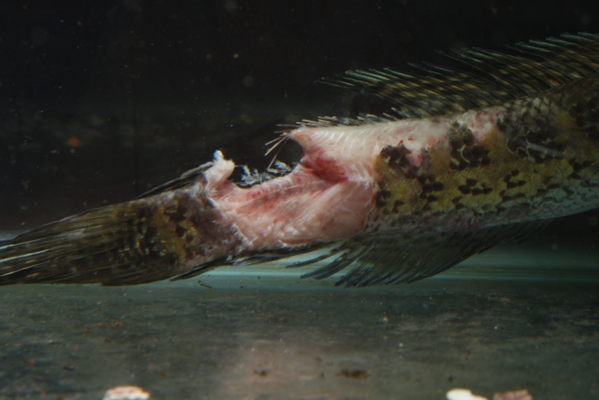 Rear portion of the body of an individual which had been maintained with two others but was attacked when they became a pair.