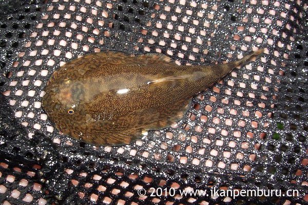 Specimen photographed in the field.