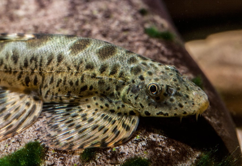 Detail of head and anterior portion of body.