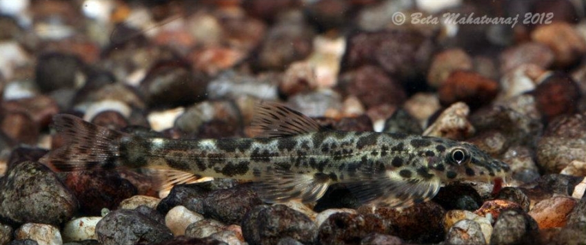 Young individual eating a bloodworm.
