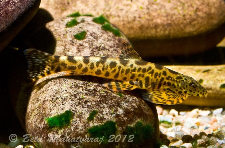 Adults can exhibit stunning colouration.