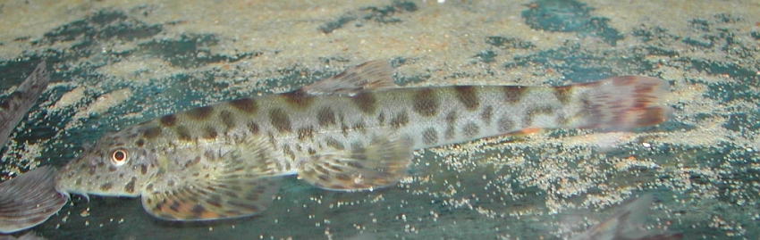 Specimen from the UK aquarium trade.