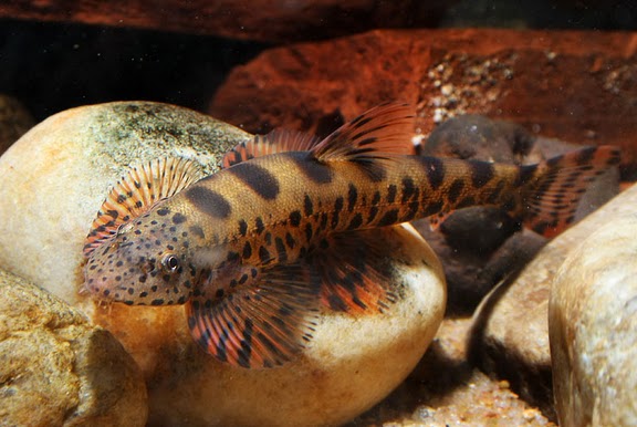 Adult.