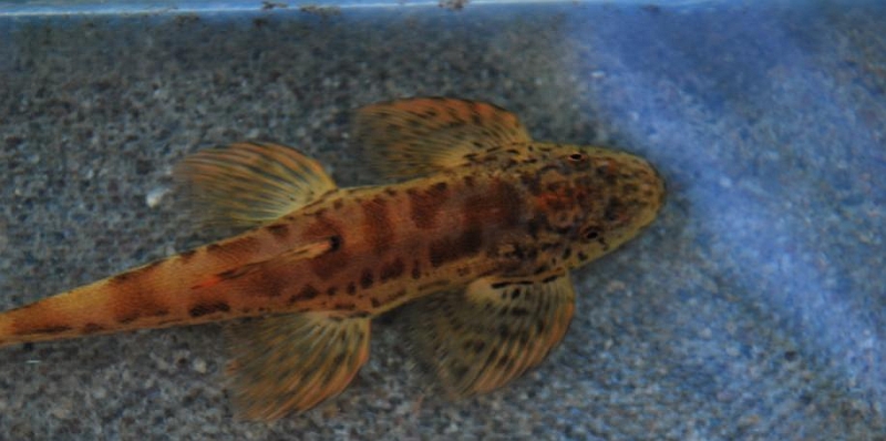 Dorsal view.
