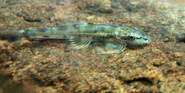 Juvenile.