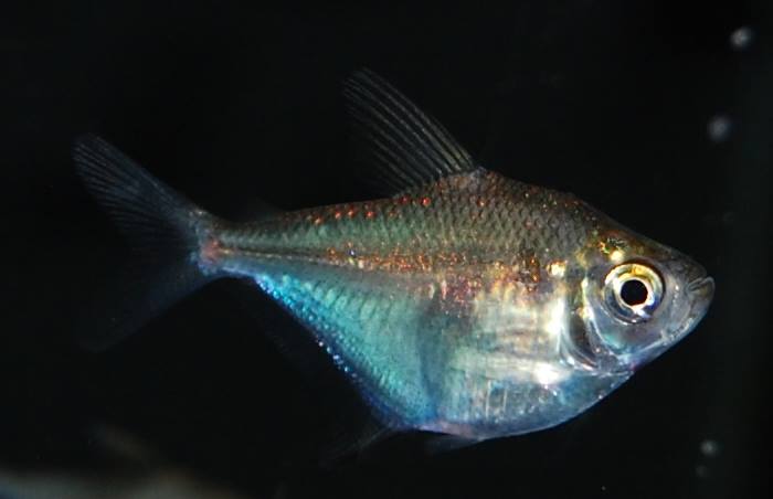 Subadult from the UK aquarium trade.