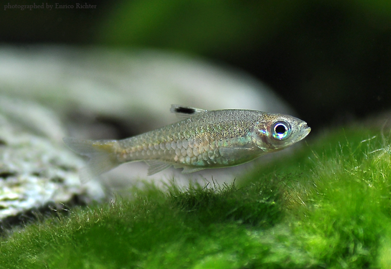 This species is still normally referred to as 'Rasbora dorsicoellata' (see 'Notes').