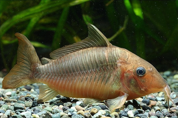 Subadult specimen.