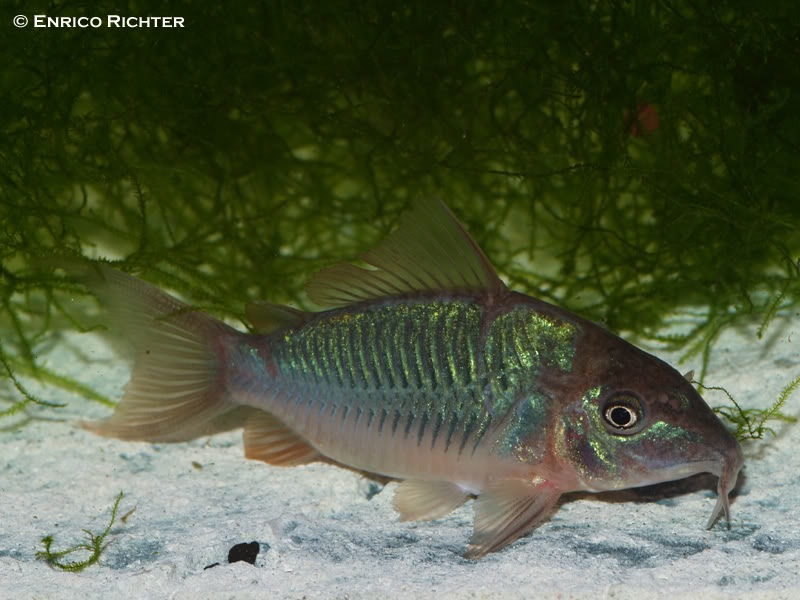 Adult individual from the German aquarium trade.