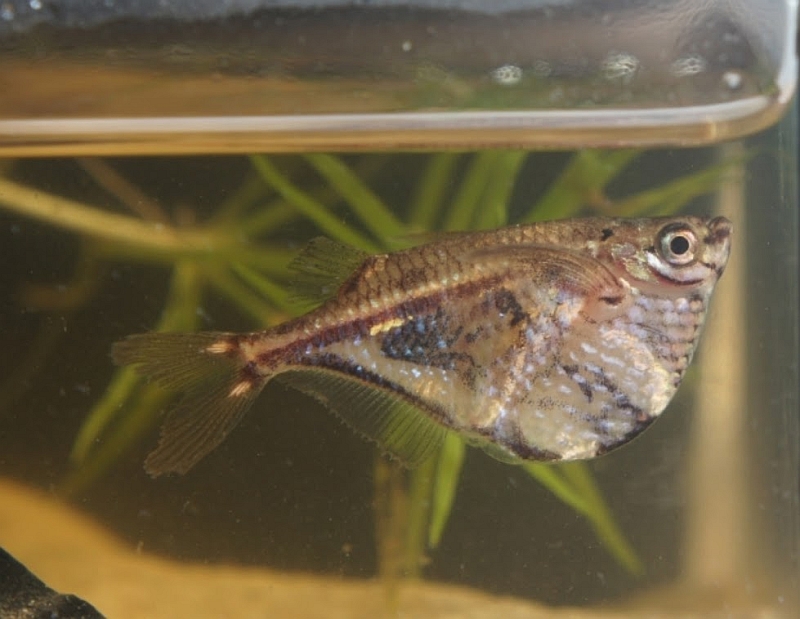 Freshly-collected wild specimen from the rio Negro basin, Amazonas state, Brazil.
