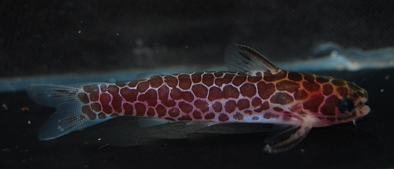 Female specimen from the UK aquarium trade.